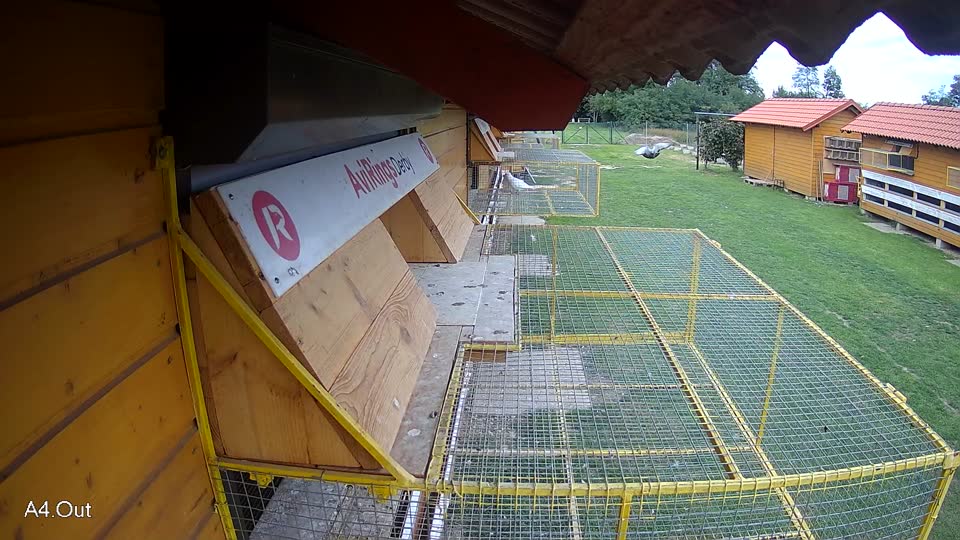 Pigeon Arrival Image For Race Final race 3