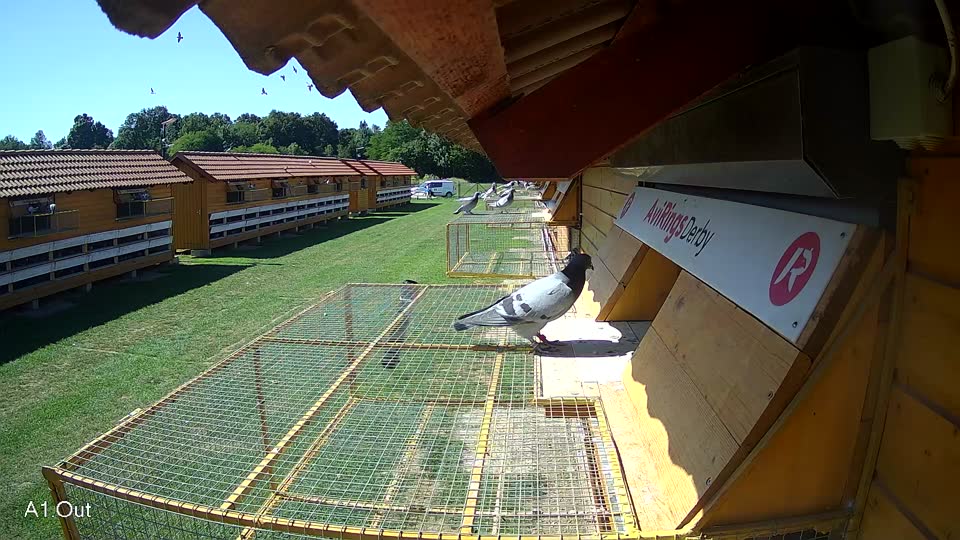 Pigeon Arrival Image For Race Race 2