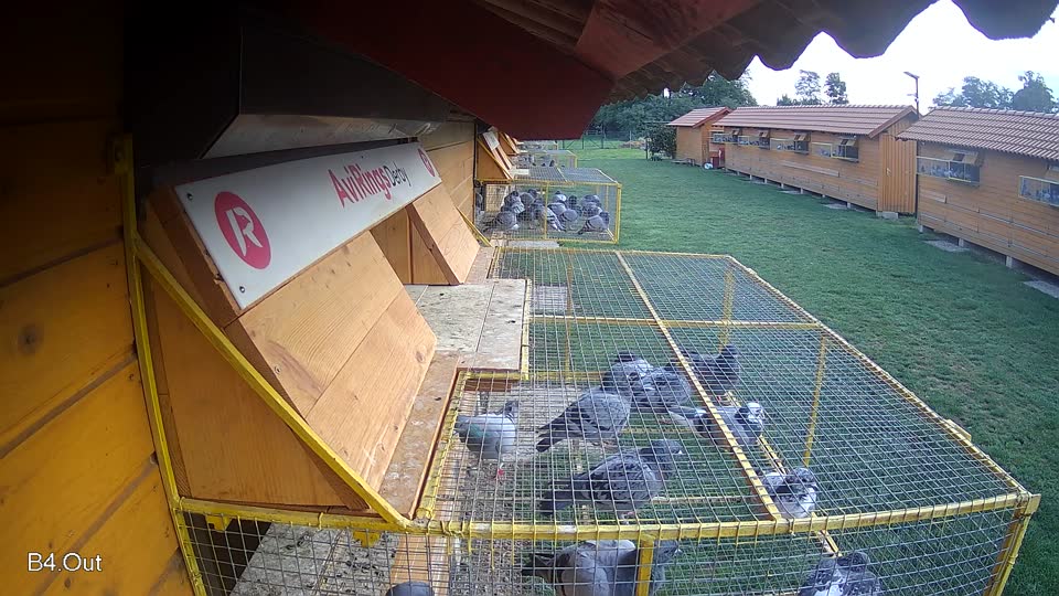 Pigeon Arrival Image For Race Final race 1