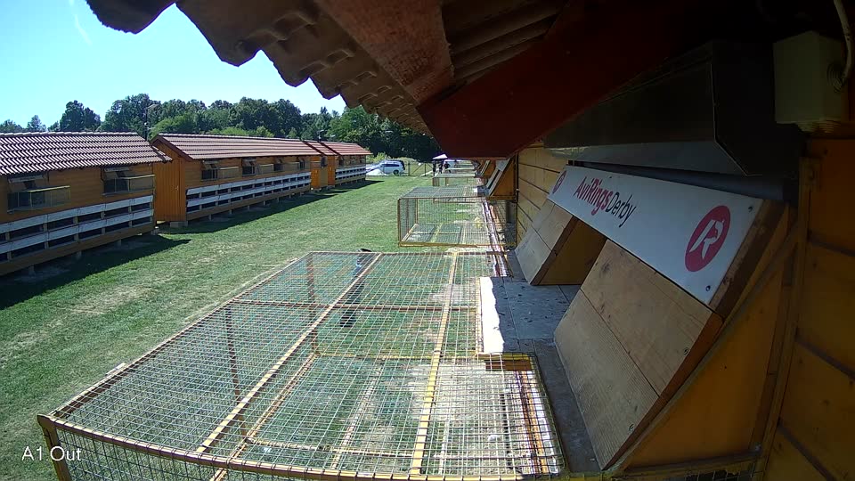Pigeon Arrival Image For Race Race 5