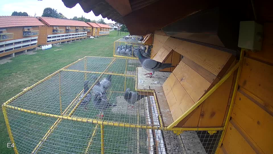Pigeon Arrival Image For Race Race 2