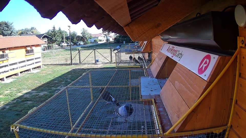 Pigeon Arrival Image For Race Race 5