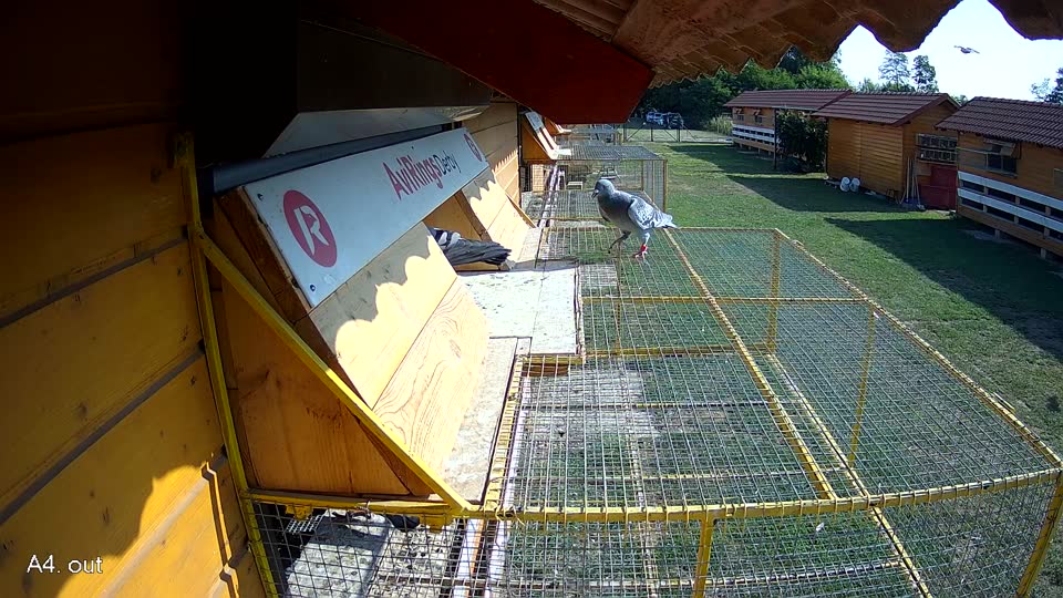 Pigeon Arrival Image For Race Race 1