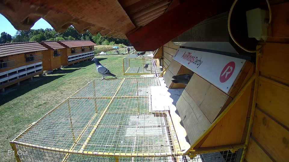 Pigeon Arrival Image For Race Race 3