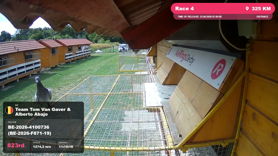 Pigeon Arrival Image For Race Race 4