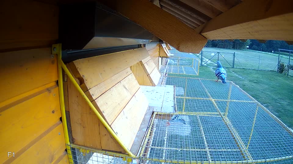 Pigeon Arrival Image For Race Race 3
