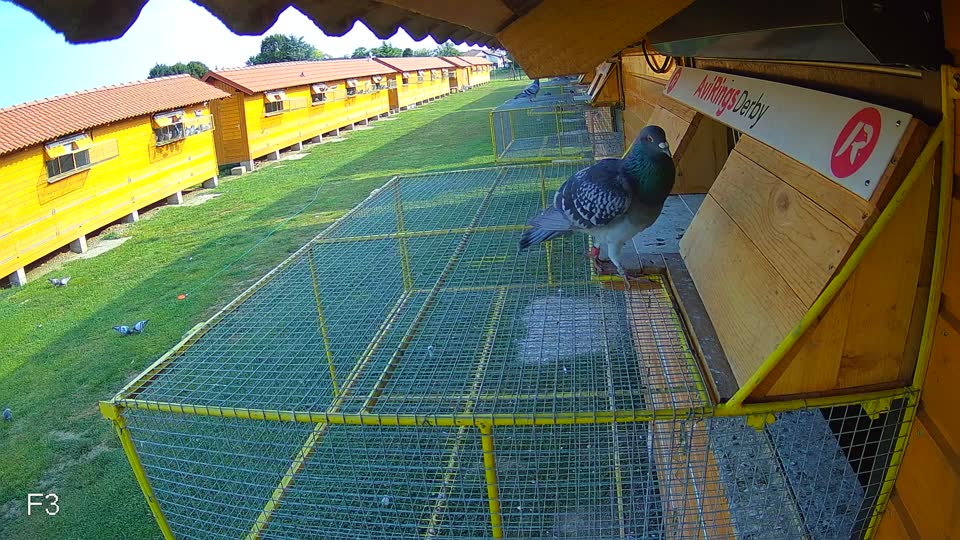 Pigeon Arrival Image For Race Race 4