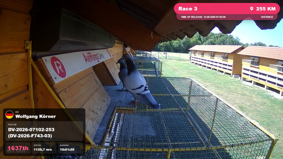Pigeon Arrival Image For Race Race 3