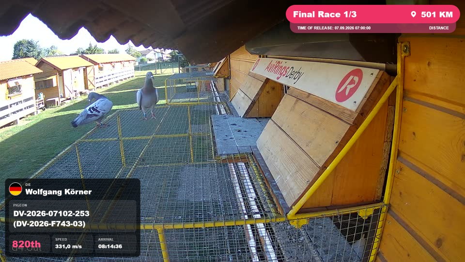 Pigeon Arrival Image For Race Final Race 1/3