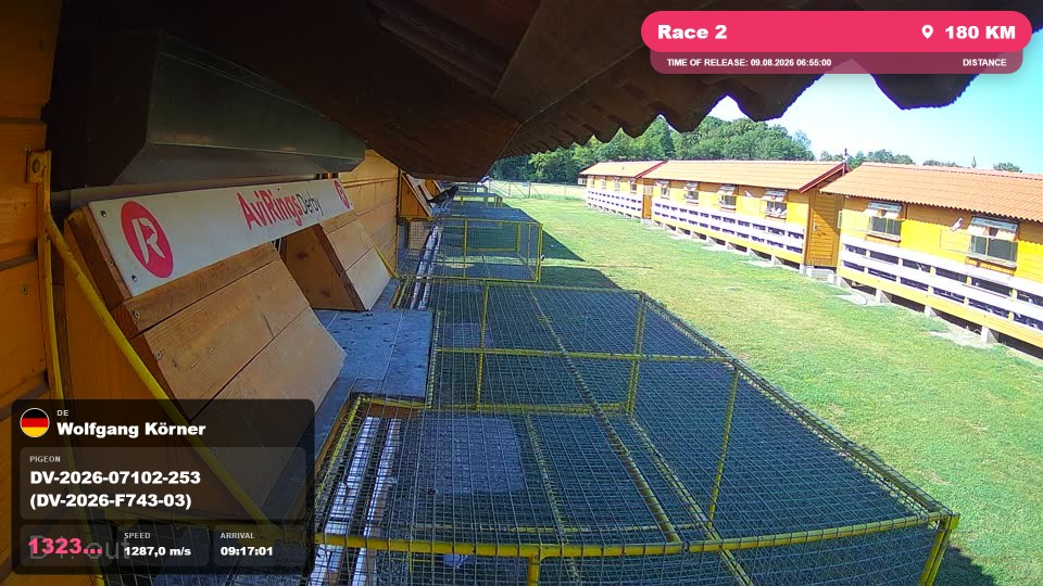 Pigeon Arrival Image For Race Race 2