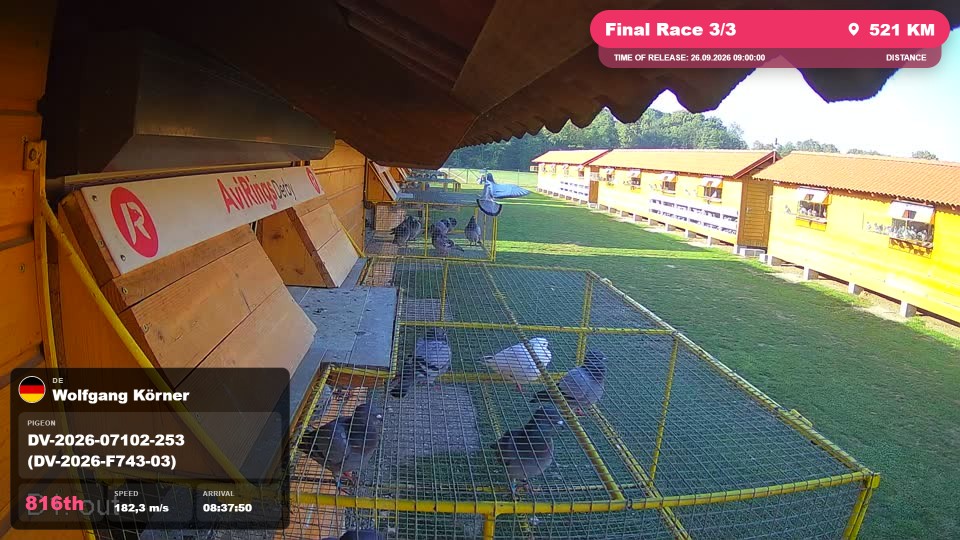 Pigeon Arrival Image For Race Final Race 3/3