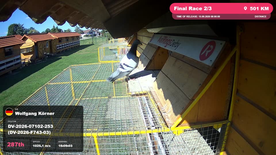 Pigeon Arrival Image For Race Final Race 2/3