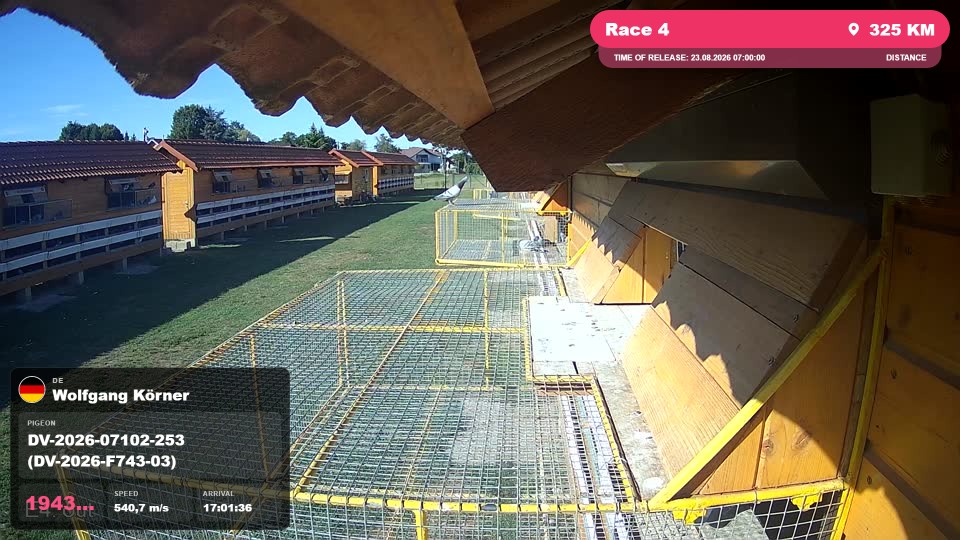 Pigeon Arrival Image For Race Race 4