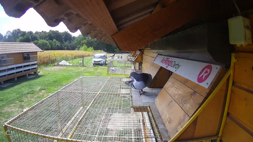 Pigeon Arrival Image For Race Race 4