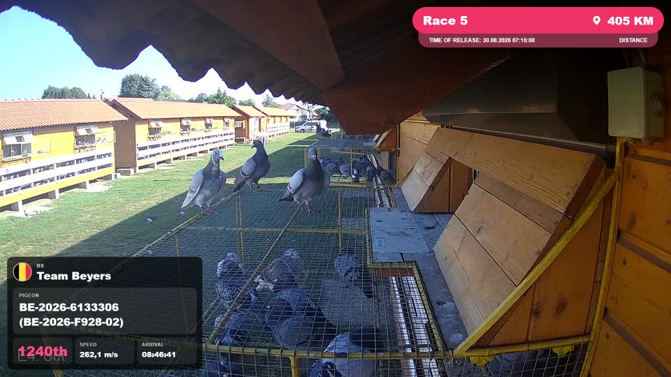 Pigeon Arrival Image For Race Race 5