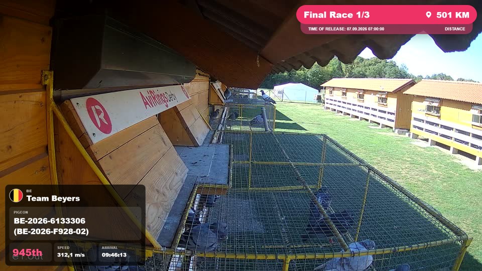 Pigeon Arrival Image For Race Final Race 1/3