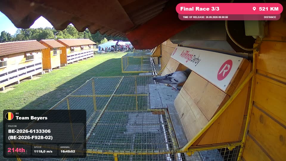 Pigeon Arrival Image For Race Final Race 3/3