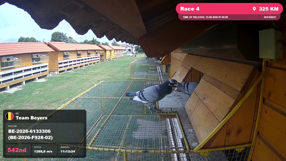 Pigeon Arrival Image For Race Race 4
