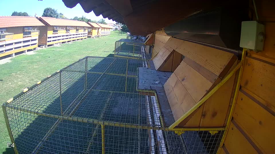 Pigeon Arrival Image For Race Race 2