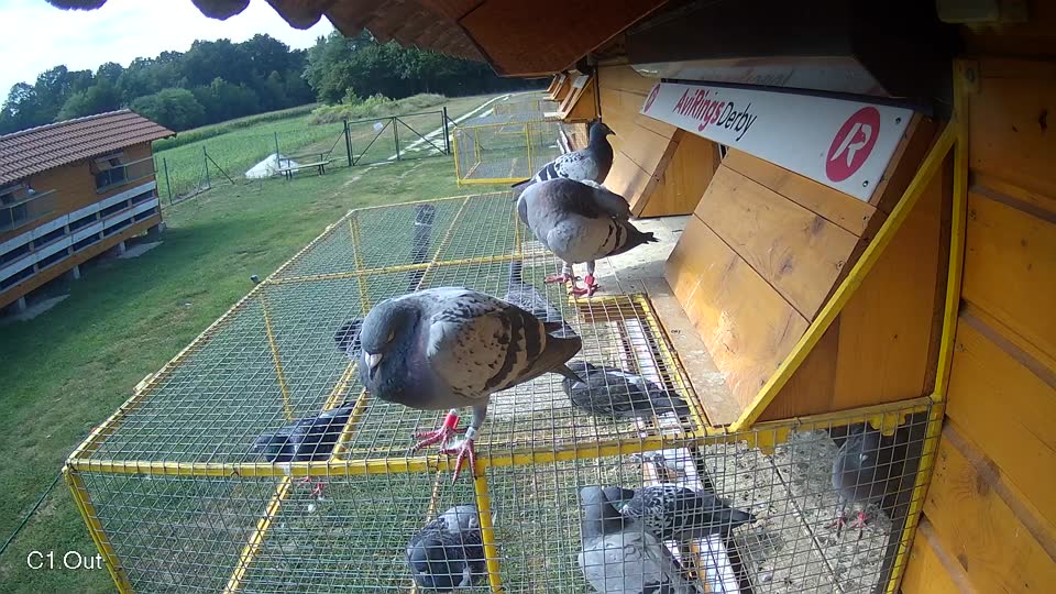 Pigeon Arrival Image For Race Race 4