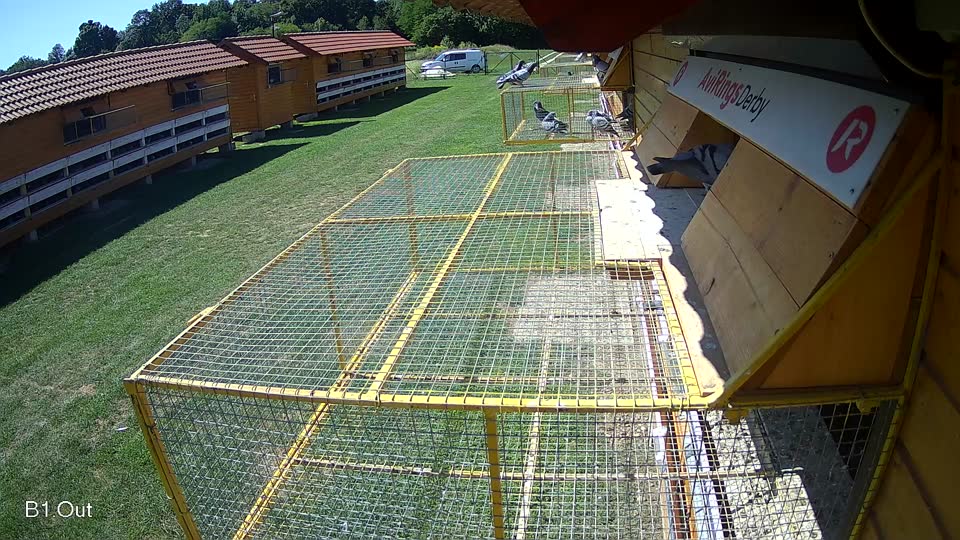 Pigeon Arrival Image For Race Race 2