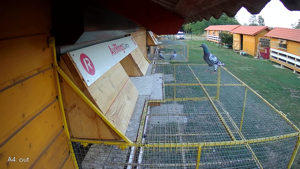 Pigeon Arrival Image For Race Race 5