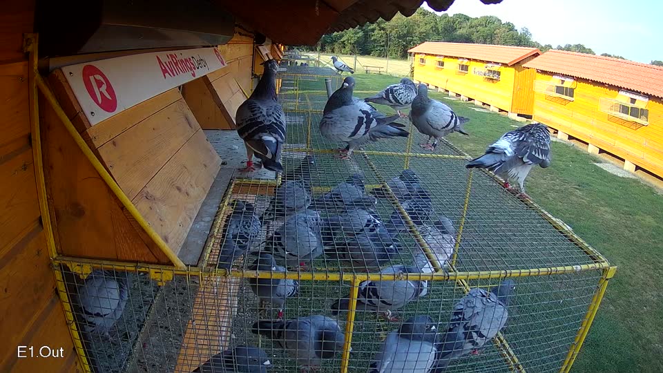 Pigeon Arrival Image For Race Race 4