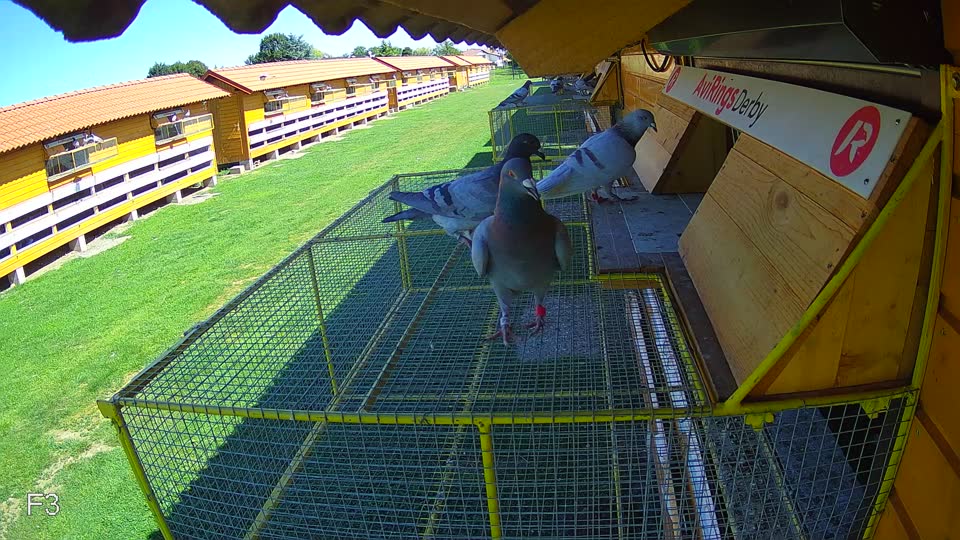 Pigeon Arrival Image For Race Race 2