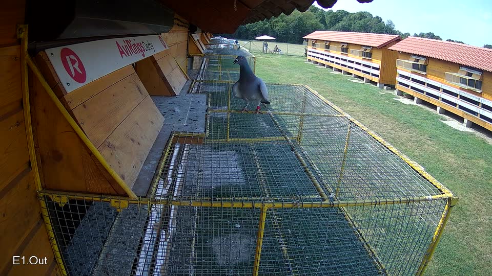 Pigeon Arrival Image For Race Race 4