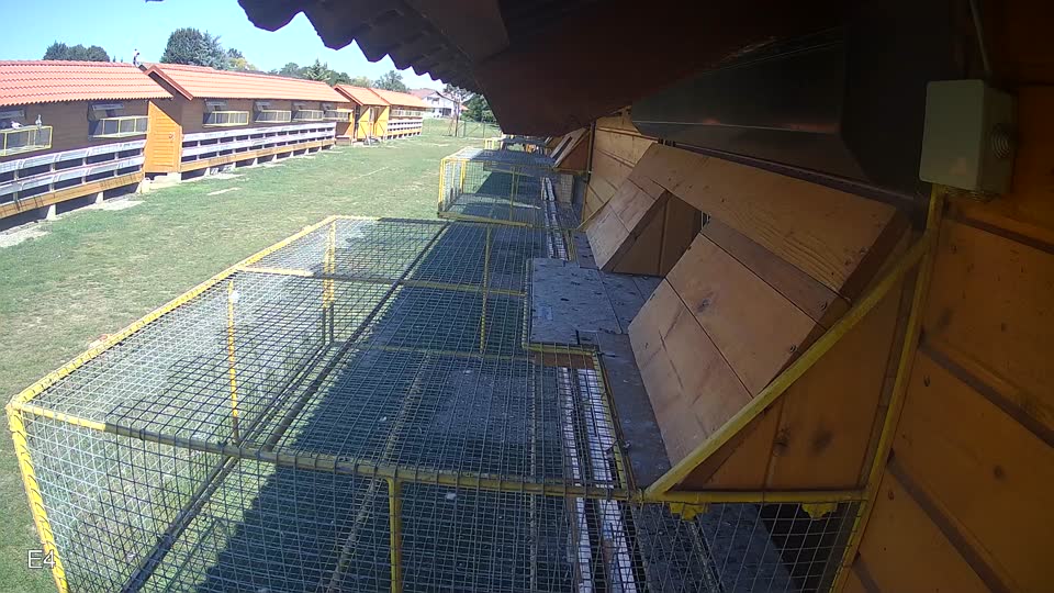 Pigeon Arrival Image For Race Race 5