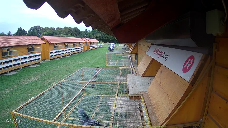 Pigeon Arrival Image For Race Race 6