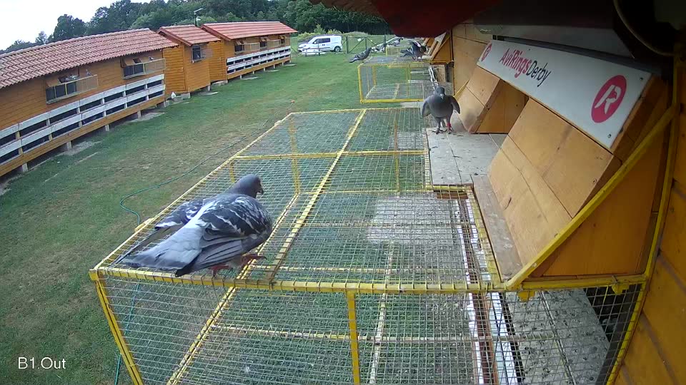 Pigeon Arrival Image For Race Race 3
