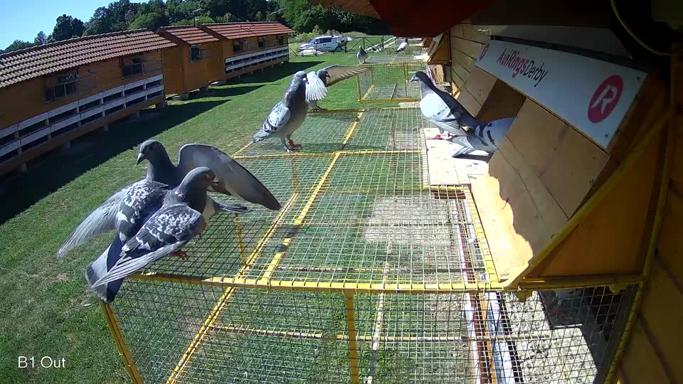 Pigeon Arrival Image For Race Race 2