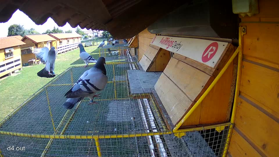 Pigeon Arrival Image For Race Race 1