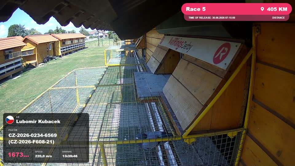 Pigeon Arrival Image For Race Race 5