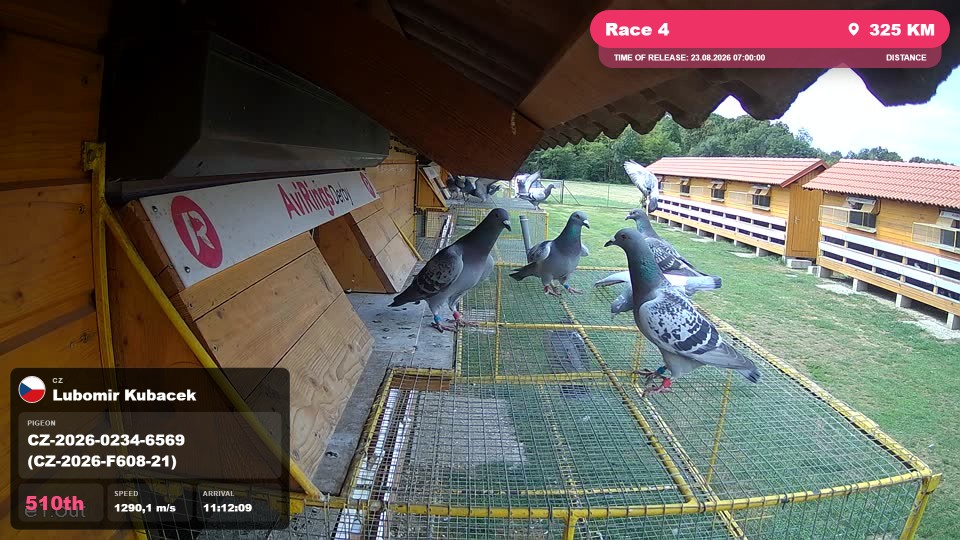 Pigeon Arrival Image For Race Race 4