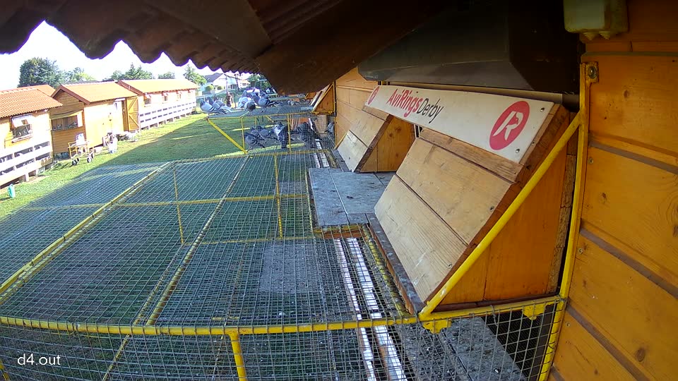 Pigeon Arrival Image For Race Race 1