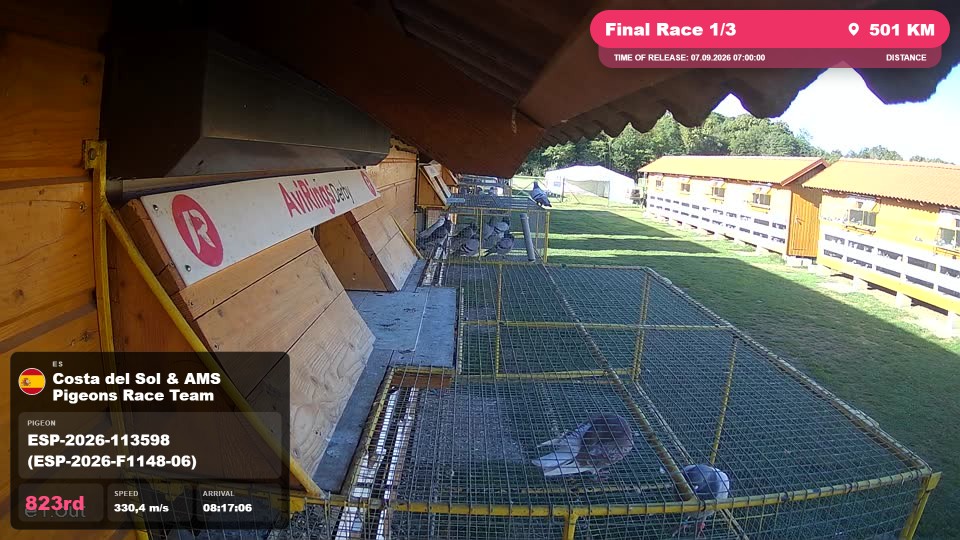 Pigeon Arrival Image For Race Final Race 1/3