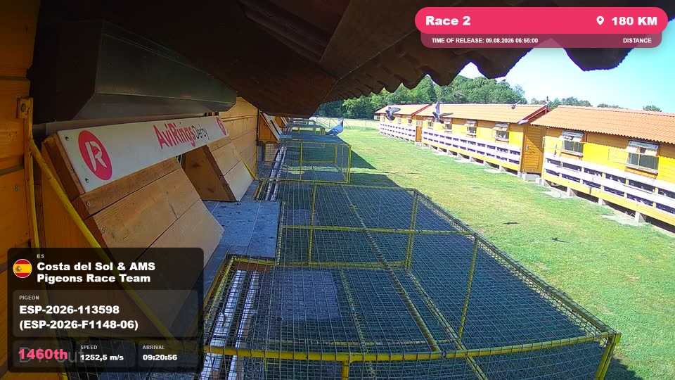 Pigeon Arrival Image For Race Race 2