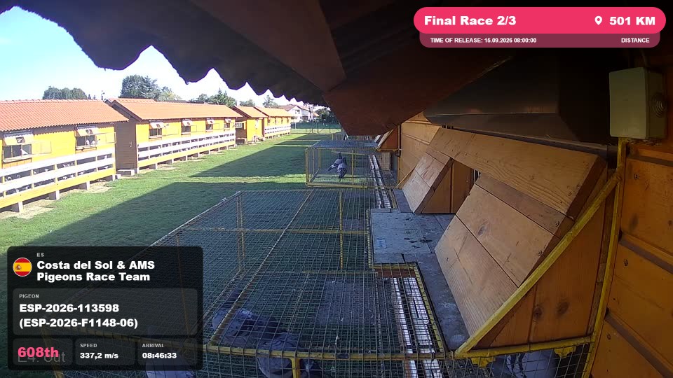 Pigeon Arrival Image For Race Final Race 2/3