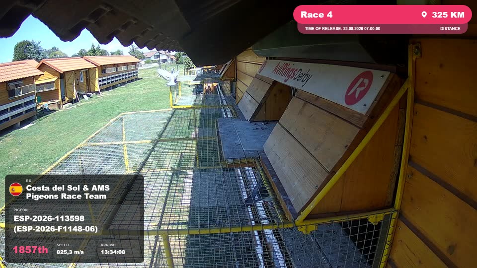 Pigeon Arrival Image For Race Race 4