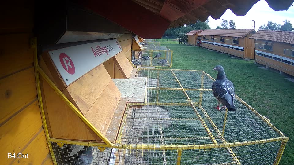 Pigeon Arrival Image For Race Final race 1