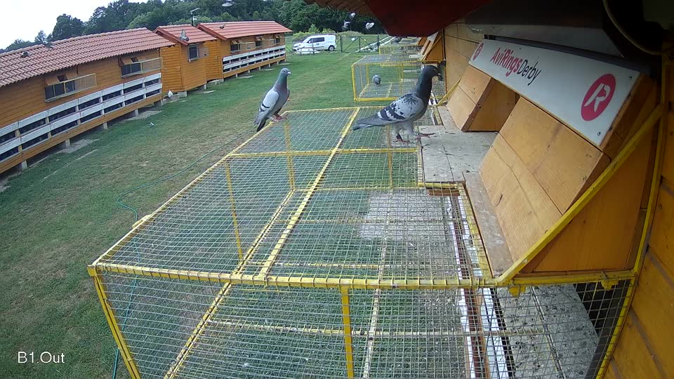 Pigeon Arrival Image For Race Race 3