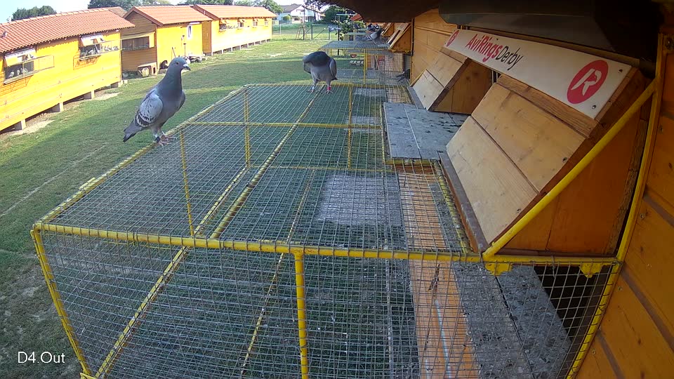 Pigeon Arrival Image For Race Race 4