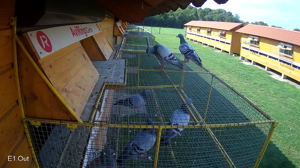 Pigeon Arrival Image For Race Final race 1