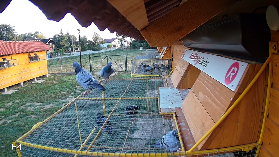Pigeon Arrival Image For Race Race 5