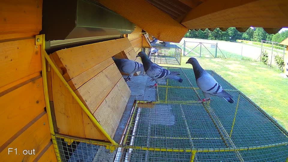 Pigeon Arrival Image For Race Race 2