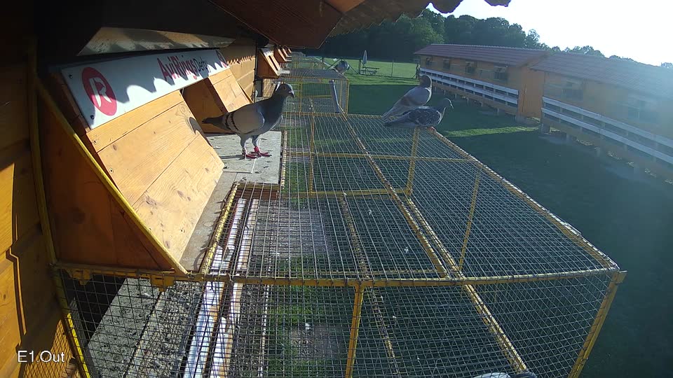 Pigeon Arrival Image For Race Race 6