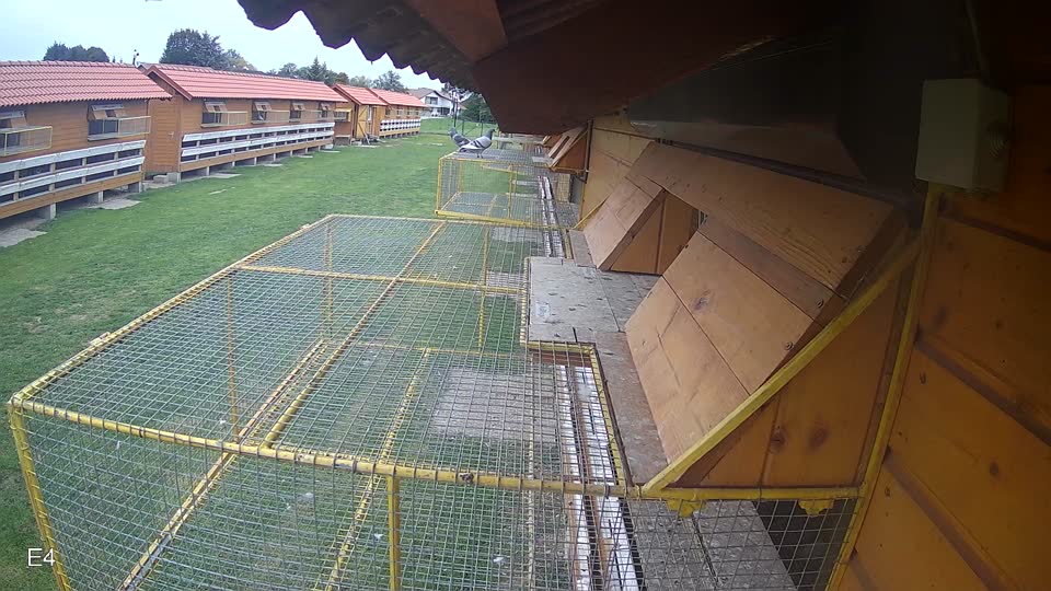 Pigeon Arrival Image For Race Final race 3