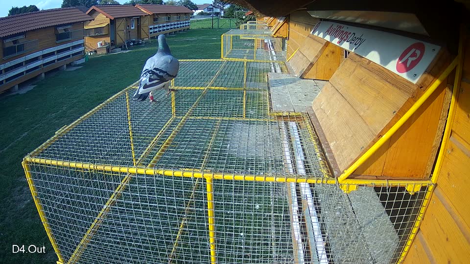 Pigeon Arrival Image For Race Final race 1